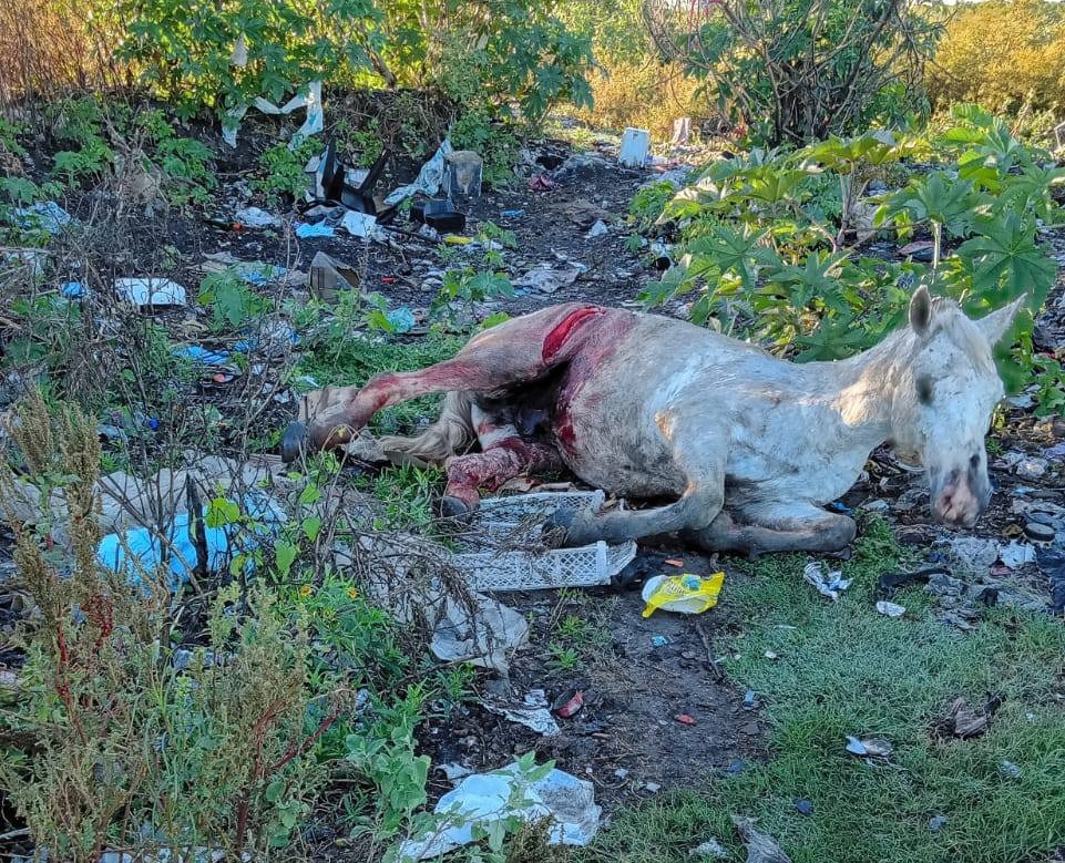 Brutal ataque a caballos en Santa Elena